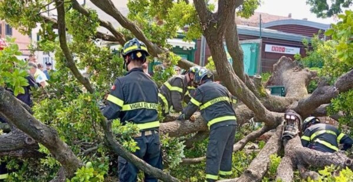 Venezia, un albero crolla a Piazzale Roma: 10 feriti, grave una donna colpita in pieno Venezia, un albero crolla a Piazzale Roma: 10 feriti, grave una donna colpita in pieno