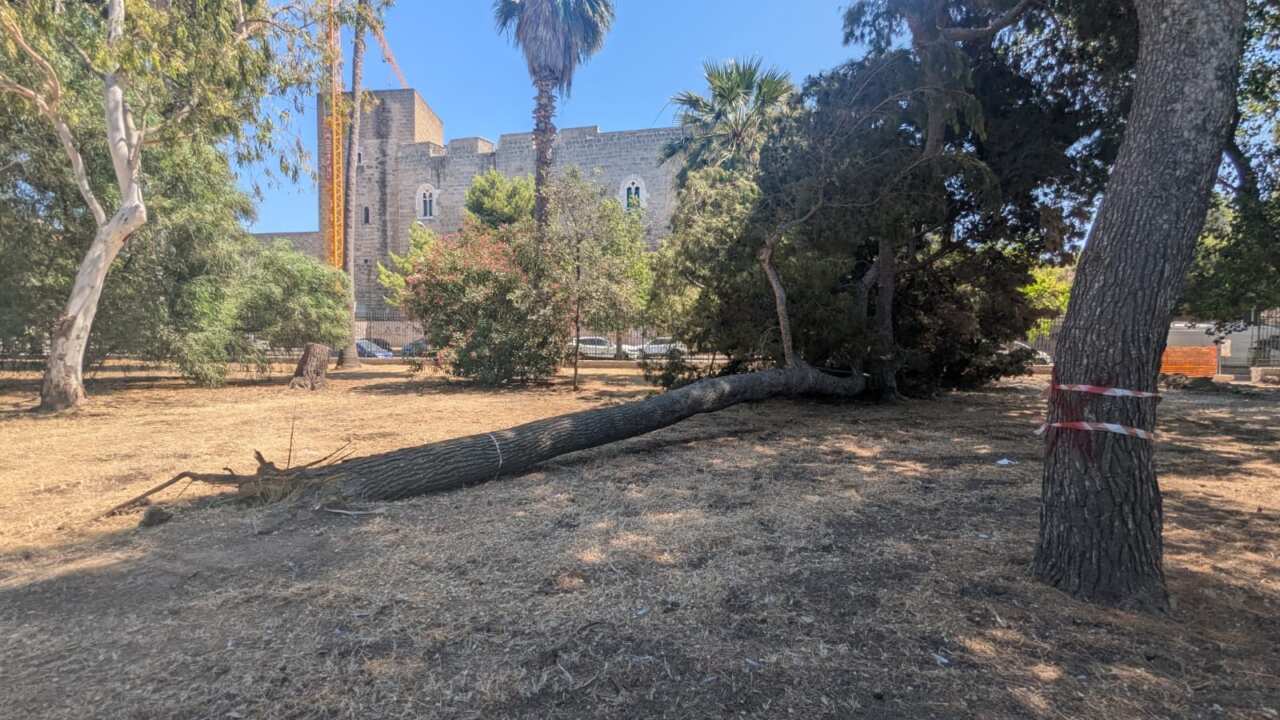 Galleria foto 'Bari, via ai lavori al Parco del Castello: «Presto aperta al pubblico un’area verde sul lungomare De Tullio» – FOTO' - foto 3