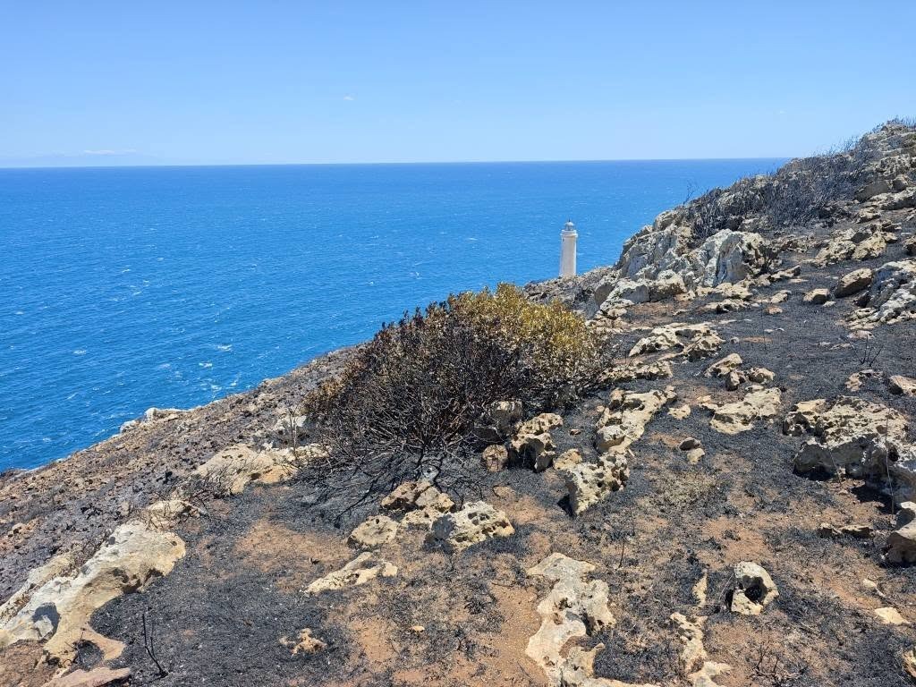 Incendi a Otranto, caccia ai piromani: il Parco Regionale propone ricompensa per chi aiuta a trovarli – FOTO Incendi a Otranto, caccia ai piromani: il Parco Regionale propone ricompensa per chi aiuta a trovarli – FOTO