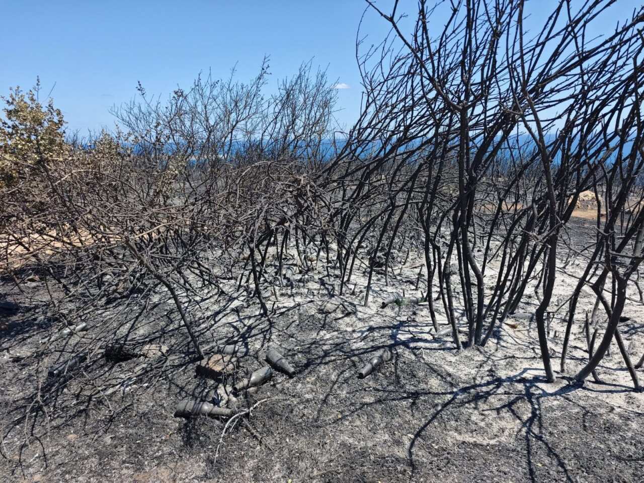 Incendi a Otranto, caccia ai piromani: il Parco Regionale propone ricompensa per chi aiuta a trovarli – FOTO Incendi a Otranto, caccia ai piromani: il Parco Regionale propone ricompensa per chi aiuta a trovarli – FOTO