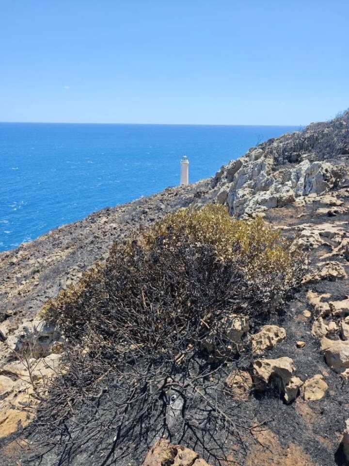 Incendi a Otranto, caccia ai piromani: il Parco Regionale propone ricompensa per chi aiuta a trovarli – FOTO Incendi a Otranto, caccia ai piromani: il Parco Regionale propone ricompensa per chi aiuta a trovarli – FOTO
