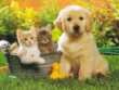 La famiglia allargata: quando gli animali domestici danno lezioni di umanità