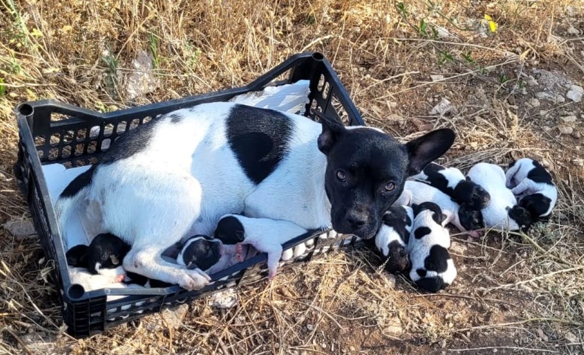 Casamassima, una cagnolina e i suoi dieci cuccioli abbandonati in campagna: «Gente senza pietà» – FOTO Casamassima, una cagnolina e i suoi dieci cuccioli abbandonati in campagna: «Gente senza pietà» – FOTO