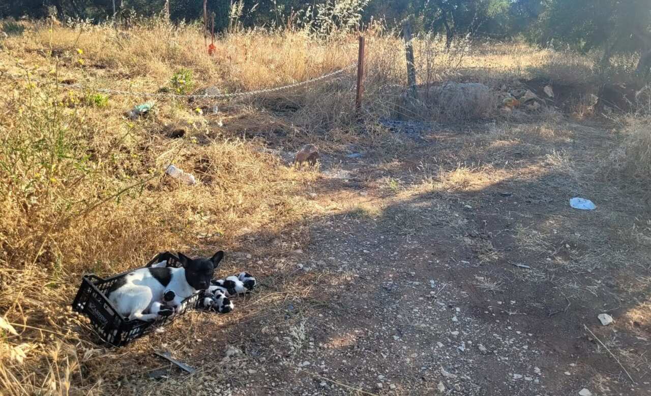 Casamassima, una cagnolina e i suoi dieci cuccioli abbandonati in campagna: «Gente senza pietà» – FOTO Casamassima, una cagnolina e i suoi dieci cuccioli abbandonati in campagna: «Gente senza pietà» – FOTO