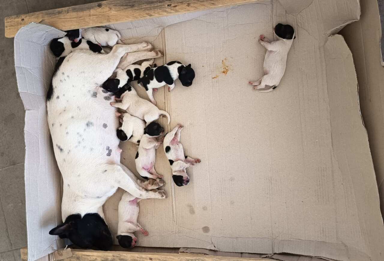 Casamassima, una cagnolina e i suoi dieci cuccioli abbandonati in campagna: «Gente senza pietà» – FOTO Casamassima, una cagnolina e i suoi dieci cuccioli abbandonati in campagna: «Gente senza pietà» – FOTO