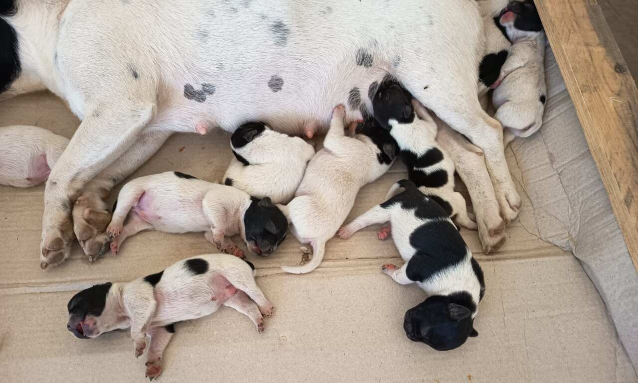 Casamassima, una cagnolina e i suoi dieci cuccioli abbandonati in campagna: «Gente senza pietà» – FOTO Casamassima, una cagnolina e i suoi dieci cuccioli abbandonati in campagna: «Gente senza pietà» – FOTO