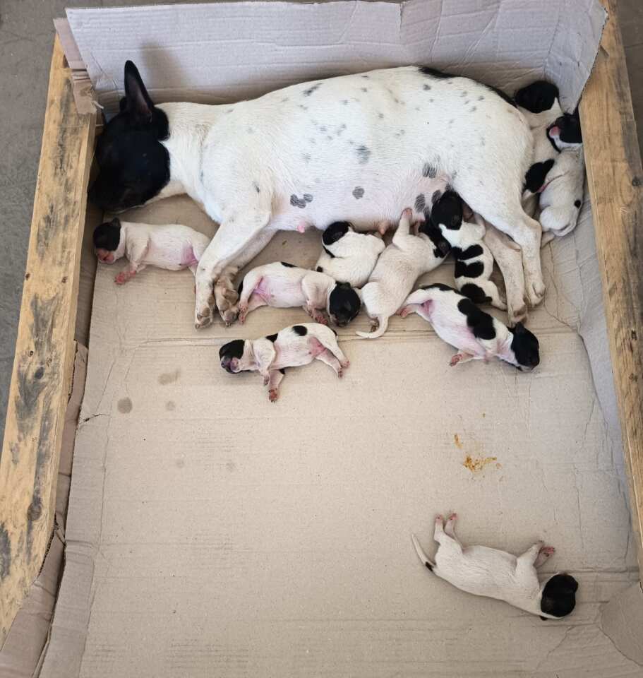 Casamassima, una cagnolina e i suoi dieci cuccioli abbandonati in campagna: «Gente senza pietà» – FOTO Casamassima, una cagnolina e i suoi dieci cuccioli abbandonati in campagna: «Gente senza pietà» – FOTO