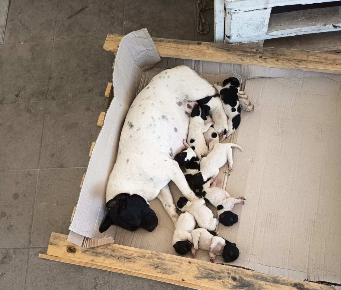 Casamassima, una cagnolina e i suoi dieci cuccioli abbandonati in campagna: «Gente senza pietà» – FOTO Casamassima, una cagnolina e i suoi dieci cuccioli abbandonati in campagna: «Gente senza pietà» – FOTO
