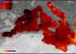 L’Europa nella morsa di un caldo record: scatta l’allerta per il mar Mediterraneo