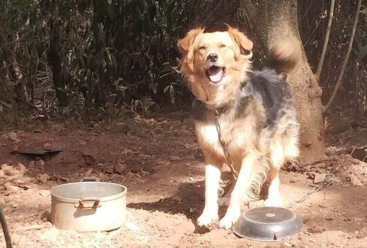 Galleria foto 'Cani maltrattati, legati con catene di un metro e senza vaccini: scatta la denuncia a Martina Franca' - foto 1