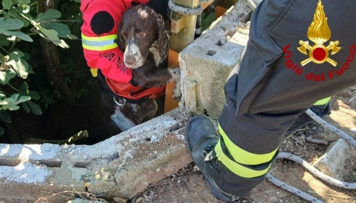 Galleria foto 'Brindisi, un cane finisce in un pozzo profondo 7 metri: salvato dai vigili del fuoco – FOTO' - foto 4