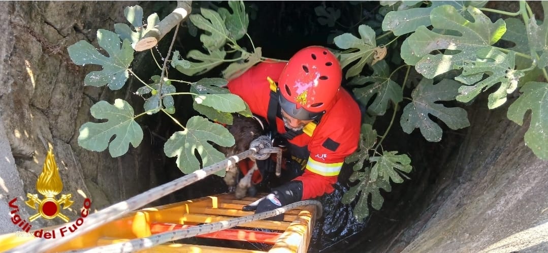 Galleria foto 'Brindisi, un cane finisce in un pozzo profondo 7 metri: salvato dai vigili del fuoco – FOTO' - foto 3