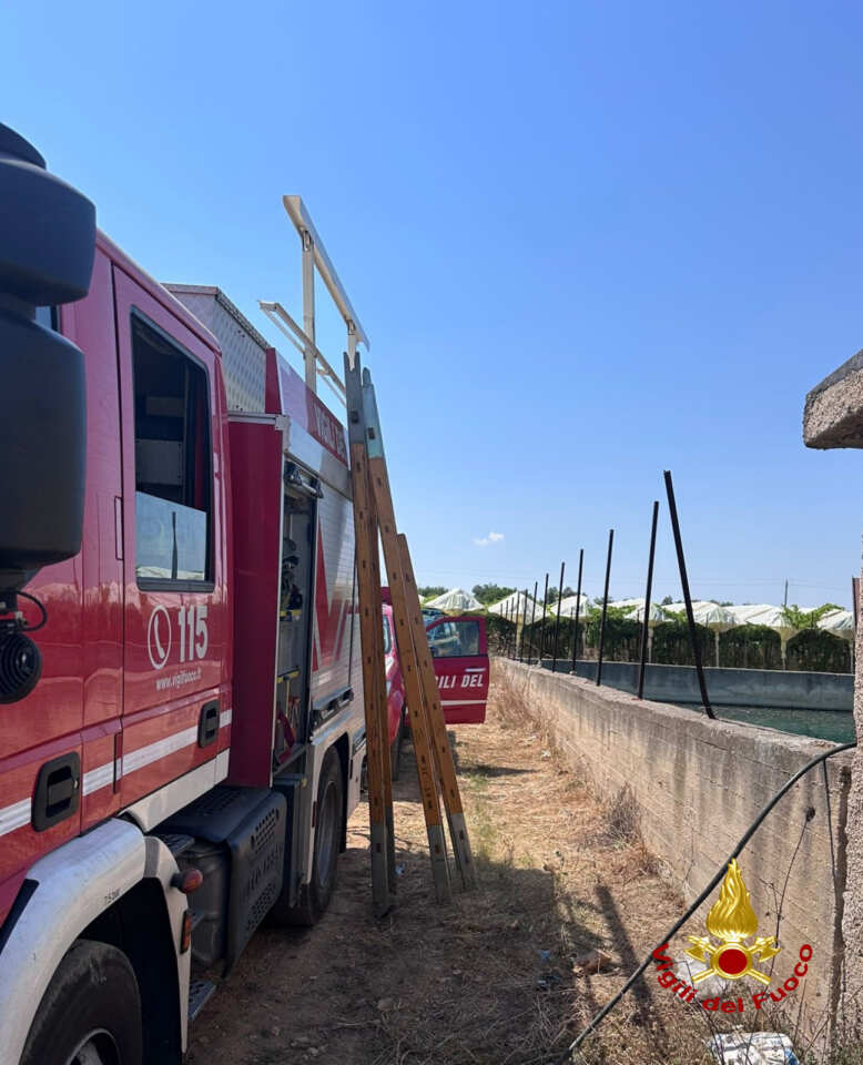 Noicattaro, un cane cade in una vasca di raccolta dell’acqua: salvato dai vigili del fuoco Noicattaro, un cane cade in una vasca di raccolta dell’acqua: salvato dai vigili del fuoco