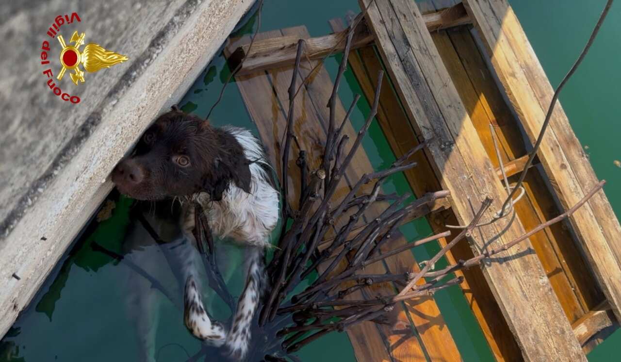 Noicattaro, un cane cade in una vasca di raccolta dell’acqua: salvato dai vigili del fuoco Noicattaro, un cane cade in una vasca di raccolta dell’acqua: salvato dai vigili del fuoco