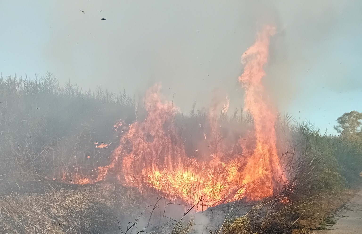 Galleria foto 'Incendi dolosi nel Foggiano, a fuoco l’Oasi Lago Salso. Marasco: «Criminali della natura» – VIDEO' - foto 2