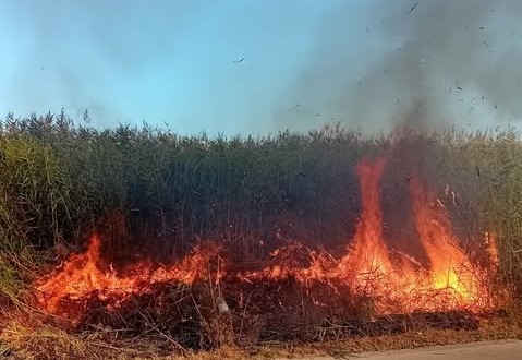 Galleria foto 'Incendi dolosi nel Foggiano, a fuoco l’Oasi Lago Salso. Marasco: «Criminali della natura» – VIDEO' - foto 1