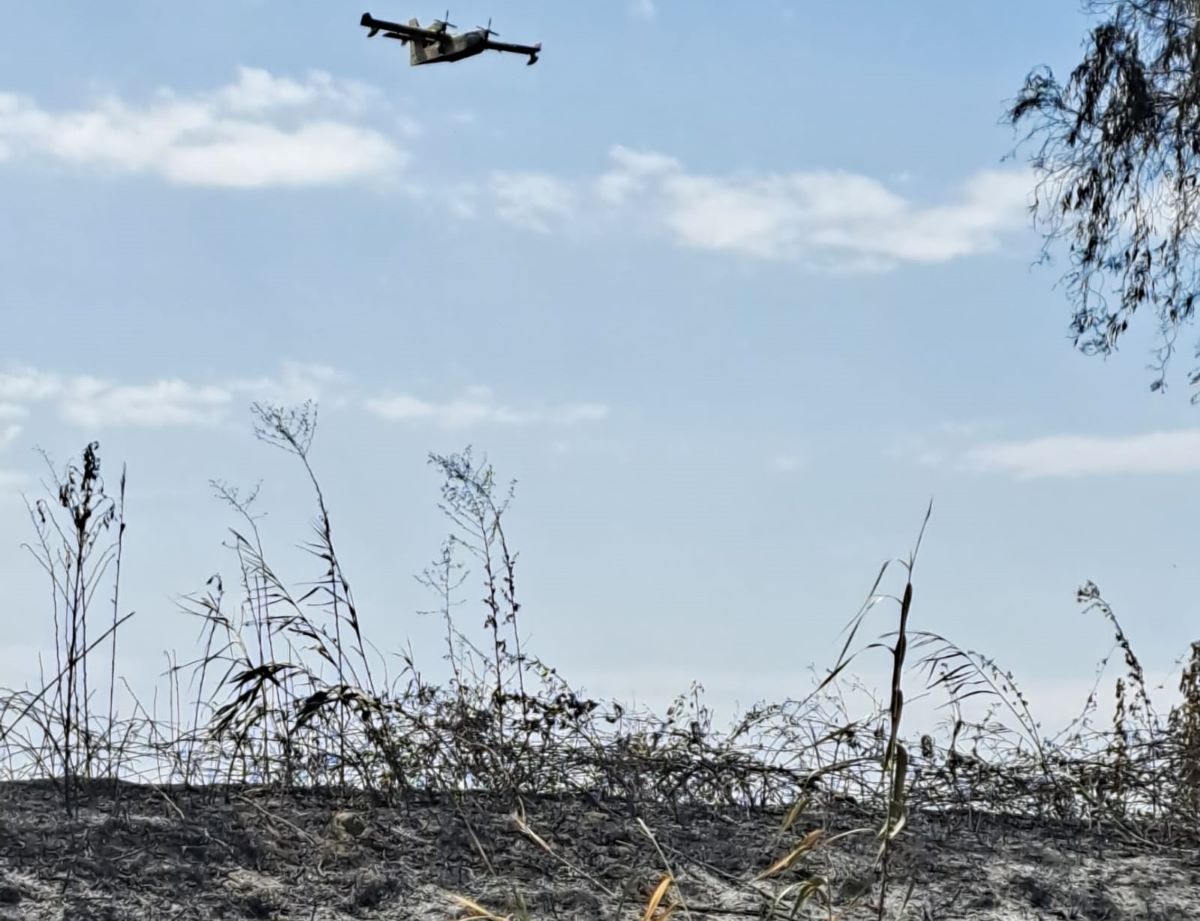Galleria foto 'Allarme incendi in Puglia, dopo l’oasi brucia la palude: «C’è un disegno criminale»' - foto 1