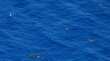 Tragedia nel Mediterraneo, due bimbi morti e un disperso. Sea Watch accusa l’Europa inerte
