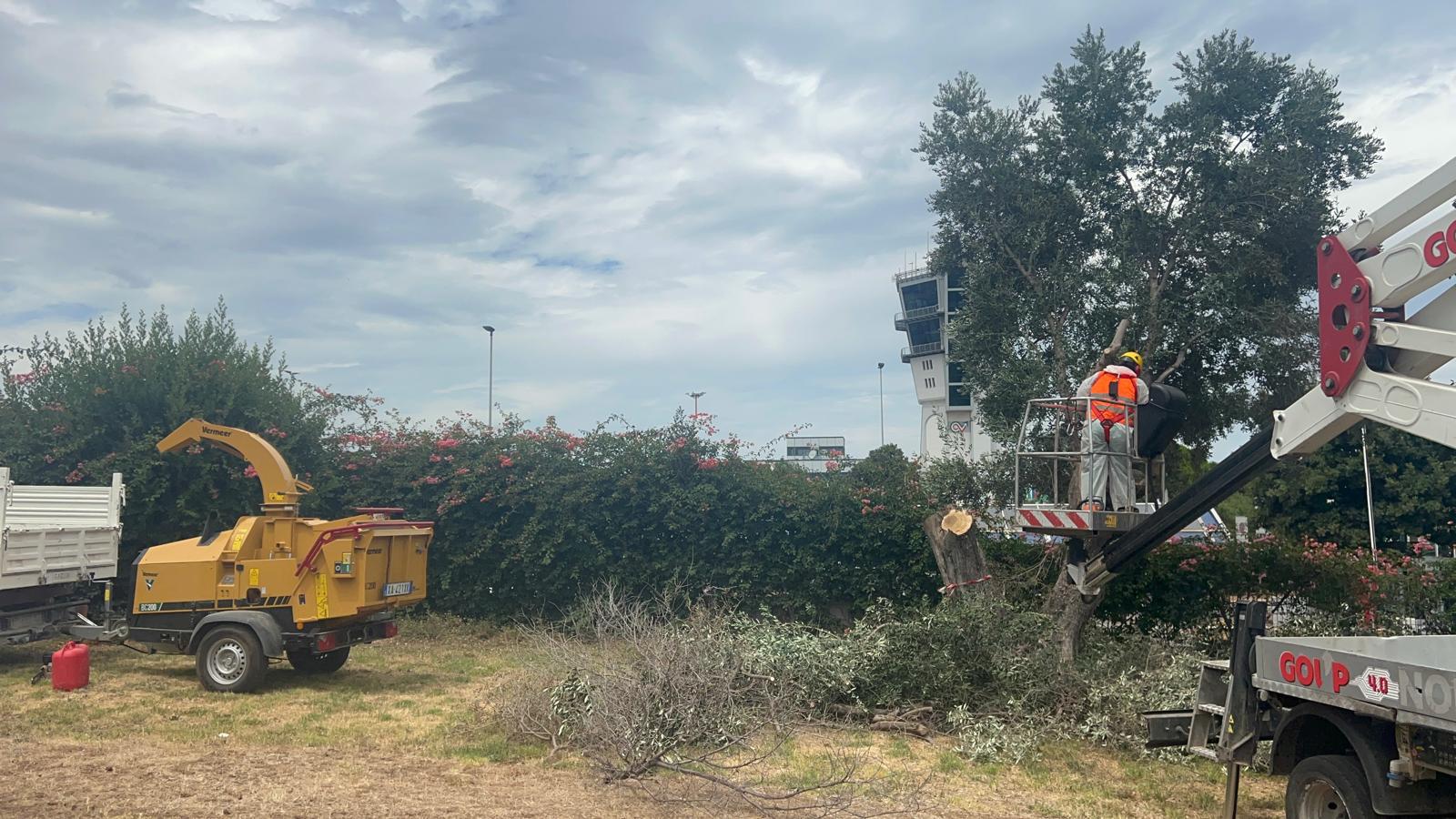 Galleria foto 'Ulivi infetti da Xylella nell’aeroporto di Bari, partite le operazioni per l’eradicazione degli alberi' - foto 1