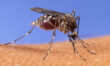 West Nile, primo caso anche in Basilicata: un 60enne di Pisticci è ricoverato ad Altamura