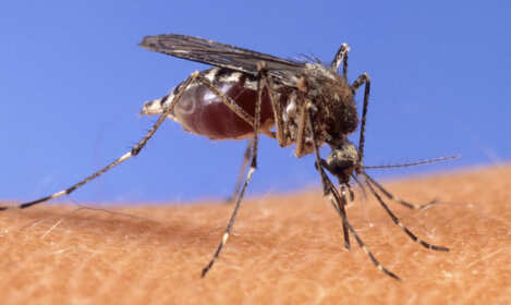 zanzara west nile