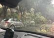 Maltempo in Puglia, i primi danni dell’allerta gialla: albero caduto a Barletta e tettoie crollate nel Foggiano
