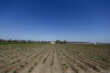 Agricoltura in Basilicata, a rischio 65 milioni di fondi europei: bandi deserti