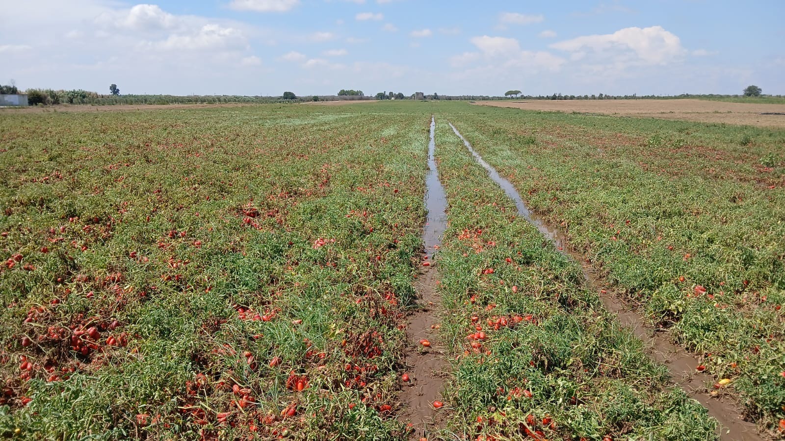 Galleria foto 'Nubifragio nel Brindisino, campi allagati e pomodori sott’acqua: «Erano pronti per essere raccolti»' - foto 1