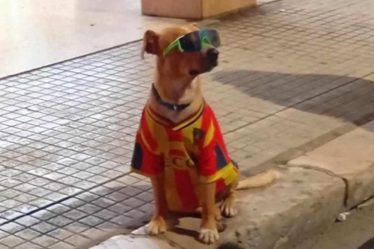 Galleria foto 'A Lecce vietato l’uso di animali per chiedere l’elemosina: arriva l’ordinanza della sindaca Poli Bortone' - foto 1