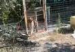 Cane chiuso in gabbia solo e tra la sporcizia, la denuncia di Daniela Martani a Peschici: «Liberatelo» – VIDEO