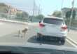 Orrore a Zapponeta, trascina il cane al guinzaglio con l’auto: «Atto crudele e disumano» – VIDEO