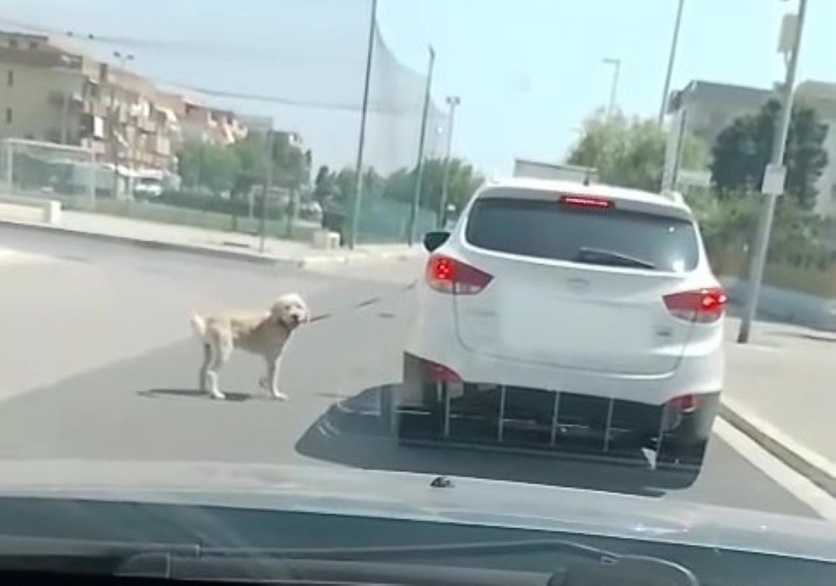 Galleria foto 'Orrore a Zapponeta, trascina il cane al guinzaglio con l’auto: «Atto crudele e disumano» – VIDEO' - foto 1