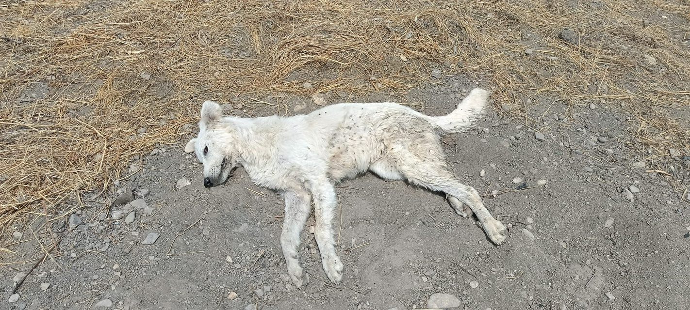 Cani avvelenati e gettati tra i rifiuti a Lucera, il sindaco: «Un orrore, troveremo i responsabili» – FOTO