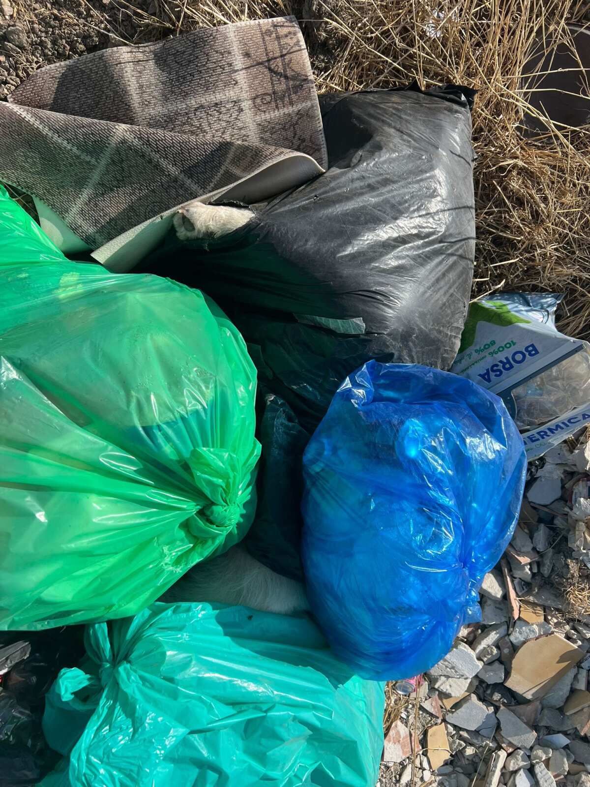 Cani avvelenati e gettati tra i rifiuti a Lucera, il sindaco: «Un orrore, troveremo i responsabili» – FOTO