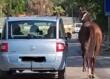 Foggia, cavallo costretto a trottare accanto a un’auto: LNDC denuncia il maltrattamento – VIDEO