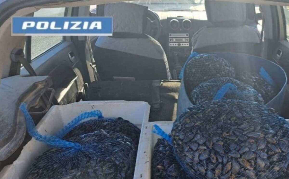Galleria foto 'Taranto, sequestrati 150 chili di cozze dal Mar Piccolo: denunciato un 49enne per vendita illegale' - foto 1