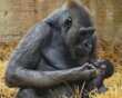 Nascita storica allo ZooSafari di Fasano: è nato un cucciolo di gorilla. Il primo in Italia dopo quasi 50 anni