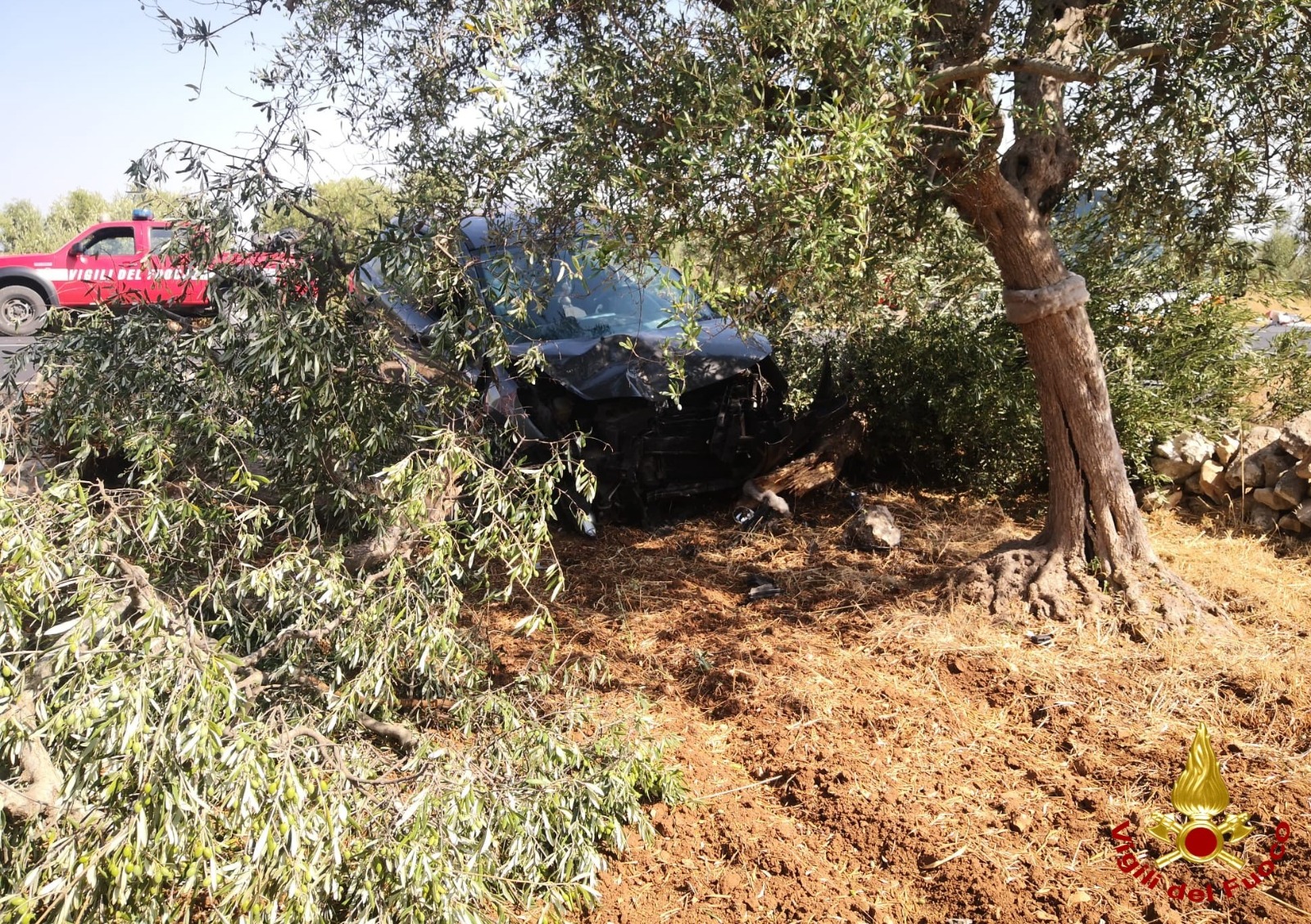Paura sulla Cassano-Sannicandro, un’auto finisce fuori strada e abbatte un ulivo: illesa la conducente