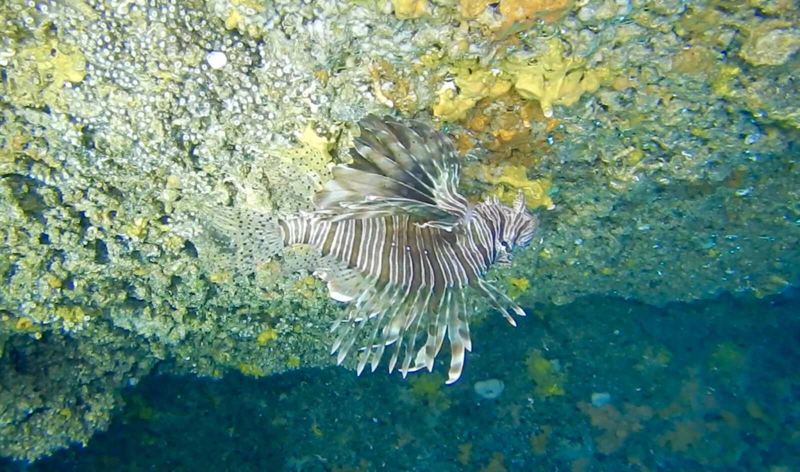 Galleria foto 'Avvistato un pesce scorpione nelle acque di Santa Caterina, gli esperti allertano: «Non toccatelo»' - foto 1