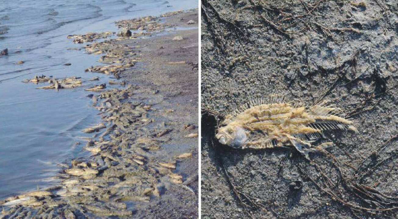 Il parco degli orrori a Brindisi. Moria di pesci, rifiuti e bracconaggio illegale Il parco degli orrori a Brindisi. Moria di pesci, rifiuti e bracconaggio illegale