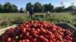 È crisi del pomodoro in Capitanata: la produzione cala del 20%. Pesa la siccità