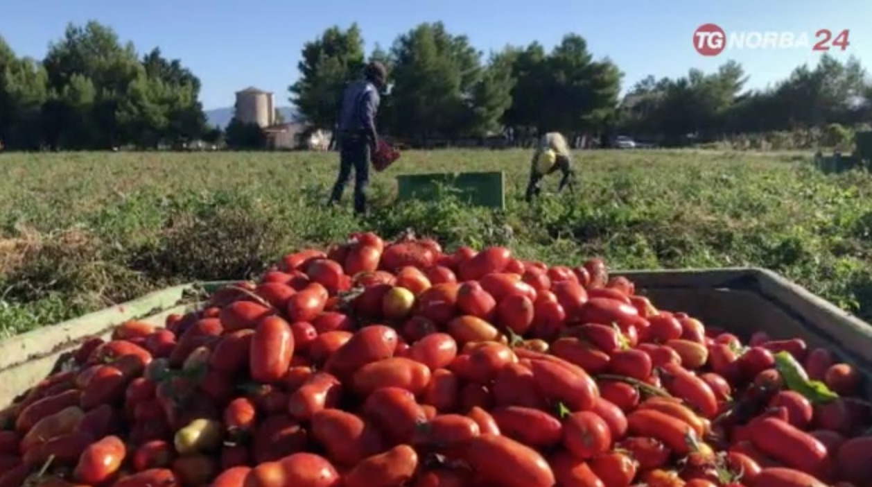 È crisi del pomodoro in Capitanata: la produzione cala del 20%. Pesa la siccità È crisi del pomodoro in Capitanata: la produzione cala del 20%. Pesa la siccità