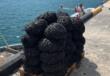 Taranto, sequestrati 680 chili di cozze raccolte illegalmente nel mar Piccolo: tre persone nei guai