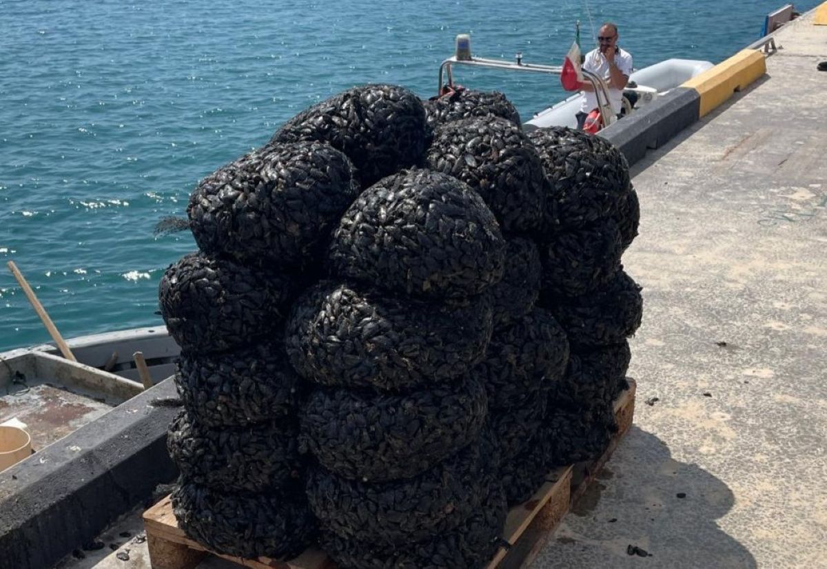 Galleria foto 'Taranto, sequestrati 680 chili di cozze raccolte illegalmente nel mar Piccolo: tre persone nei guai' - foto 1