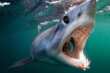 Stupore al largo di Porto Cesareo, vanno a pesca di tonni ma abbocca uno squalo Mako: «Che emozione» – VIDEO