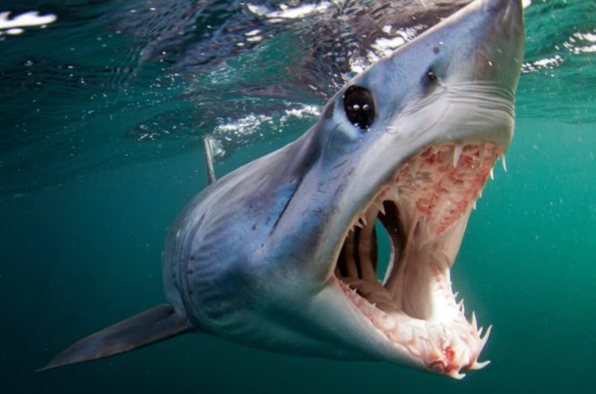 Stupore al largo di Porto Cesareo, vanno a pesca di tonni ma abbocca uno squalo Mako: «Che emozione» – VIDEO Stupore al largo di Porto Cesareo, vanno a pesca di tonni ma abbocca uno squalo Mako: «Che emozione» – VIDEO