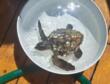 Isole Tremiti, tartaruga Caretta caretta piena di parassiti in difficoltà: soccorsa dalla Guardia di Finanza