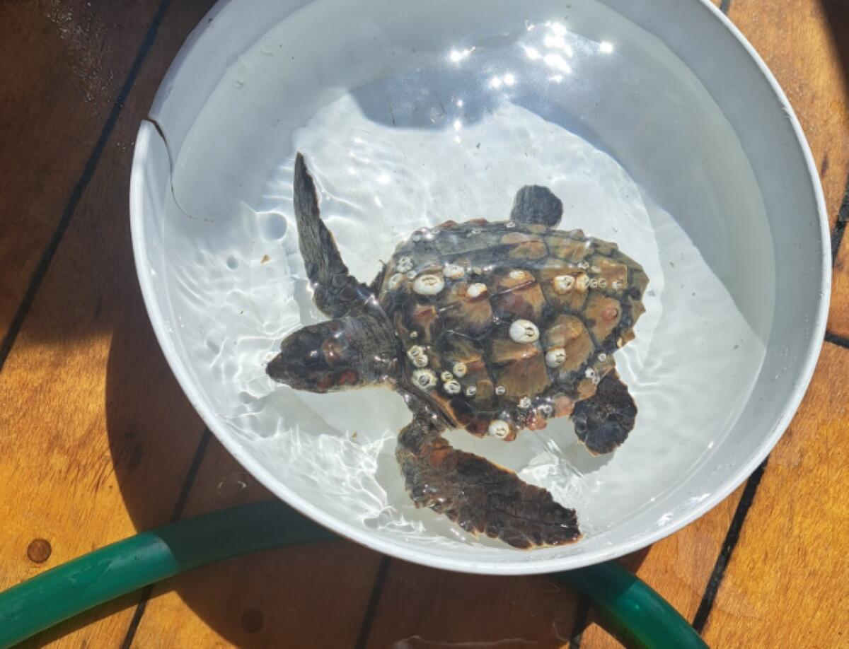 Isole Tremiti, tartaruga Caretta caretta piena di parassiti in difficoltà: soccorsa dalla Guardia di Finanza Isole Tremiti, tartaruga Caretta caretta piena di parassiti in difficoltà: soccorsa dalla Guardia di Finanza