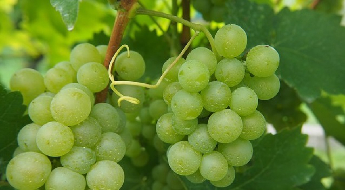 Uva da tavola, in Puglia la produzione è cresciuta del 40% ma calano i consumi Uva da tavola, in Puglia la produzione è cresciuta del 40% ma calano i consumi
