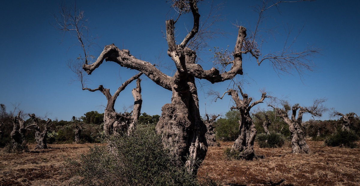 Xylella, archiviata l’inchiesta a Bari: «Il Cnr non ha responsabilità nella diffusione del batterio» Xylella, archiviata l’inchiesta a Bari: «Il Cnr non ha responsabilità nella diffusione del batterio»